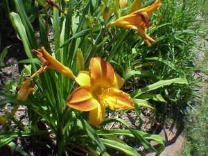 Lillies in the sun